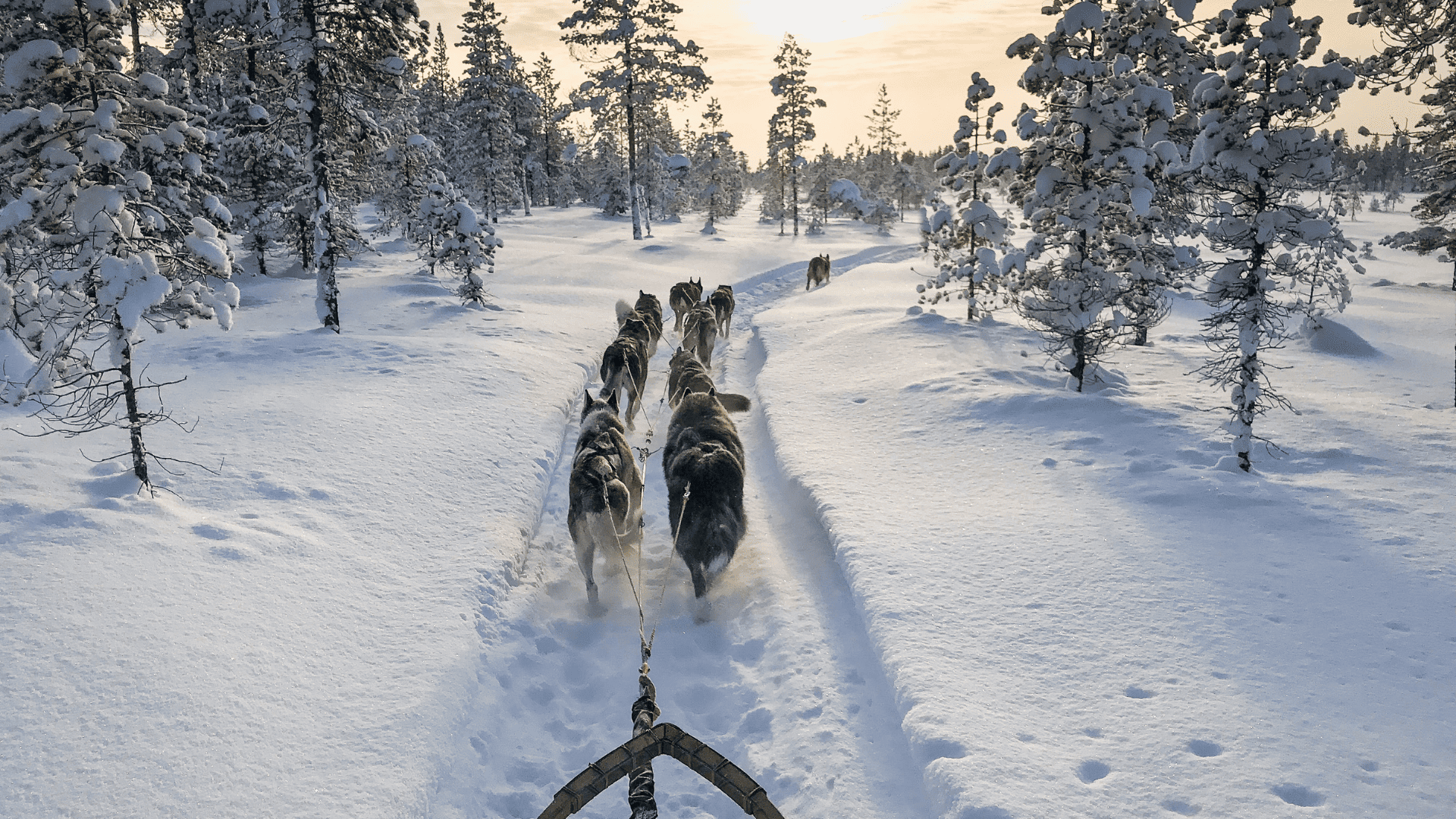 7 Days Swedish Lapland Secluded Retreat with Tree Hotel